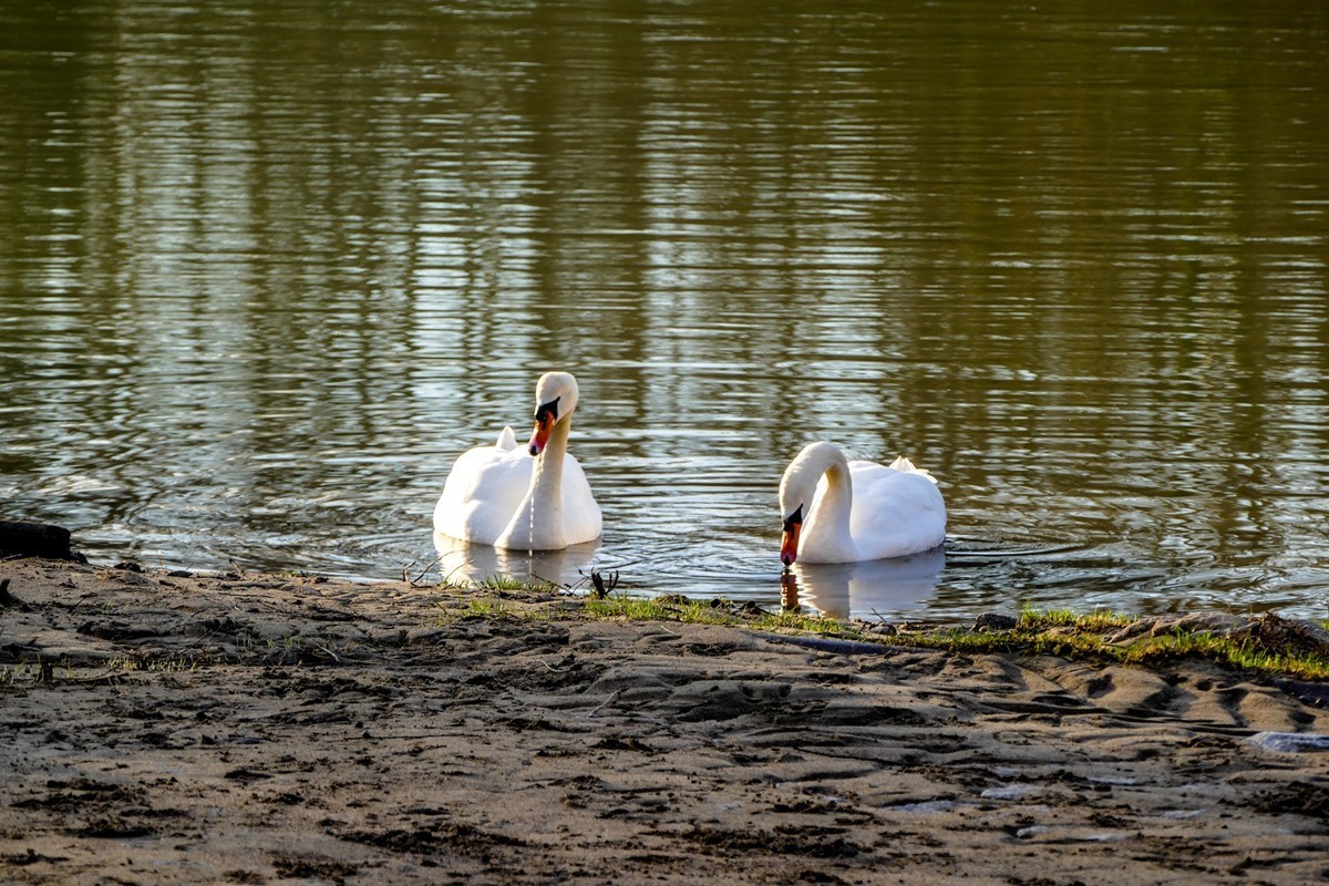 天鹅戏水（德-法莱茵河）祝师友除夕安好！！！