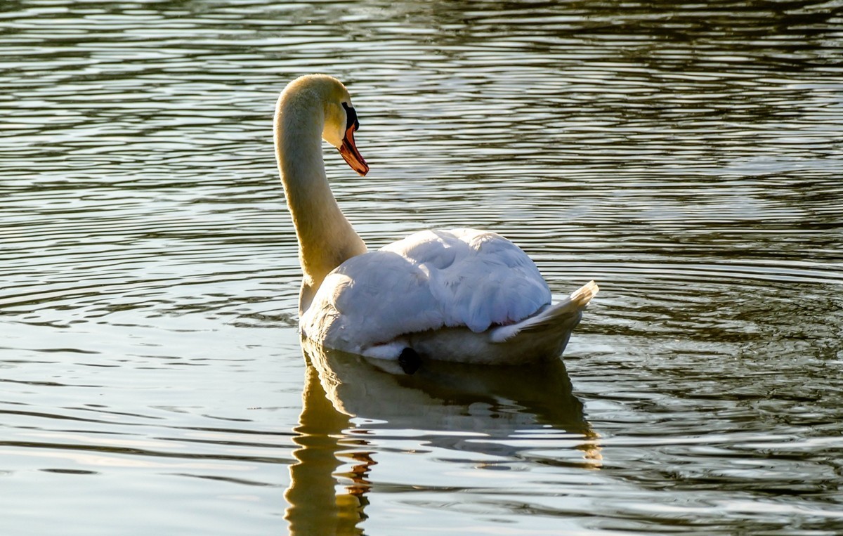 天鹅戏水（德-法莱茵河）祝师友除夕安好！！！