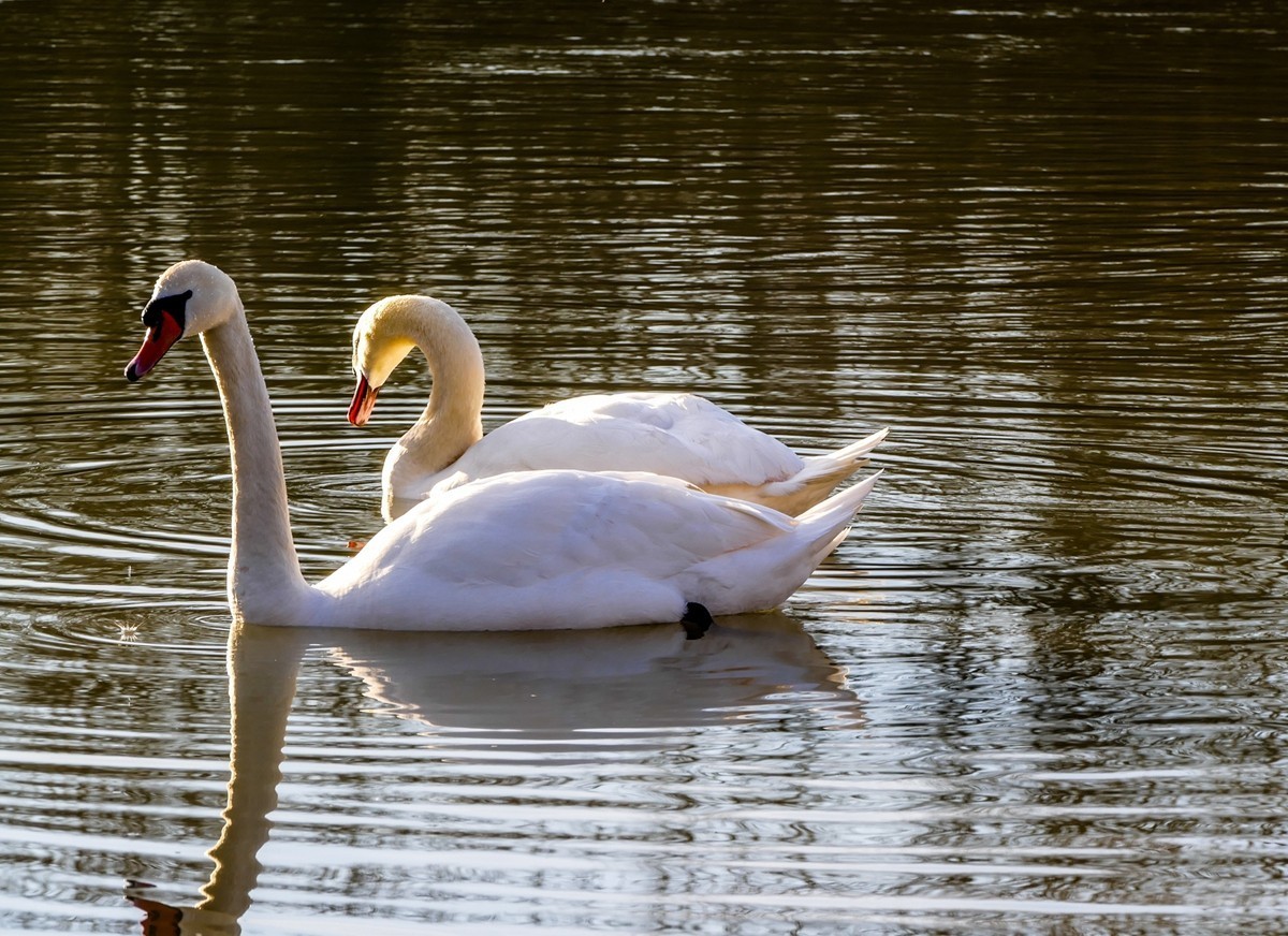 天鹅戏水（德-法莱茵河）祝师友除夕安好！！！
