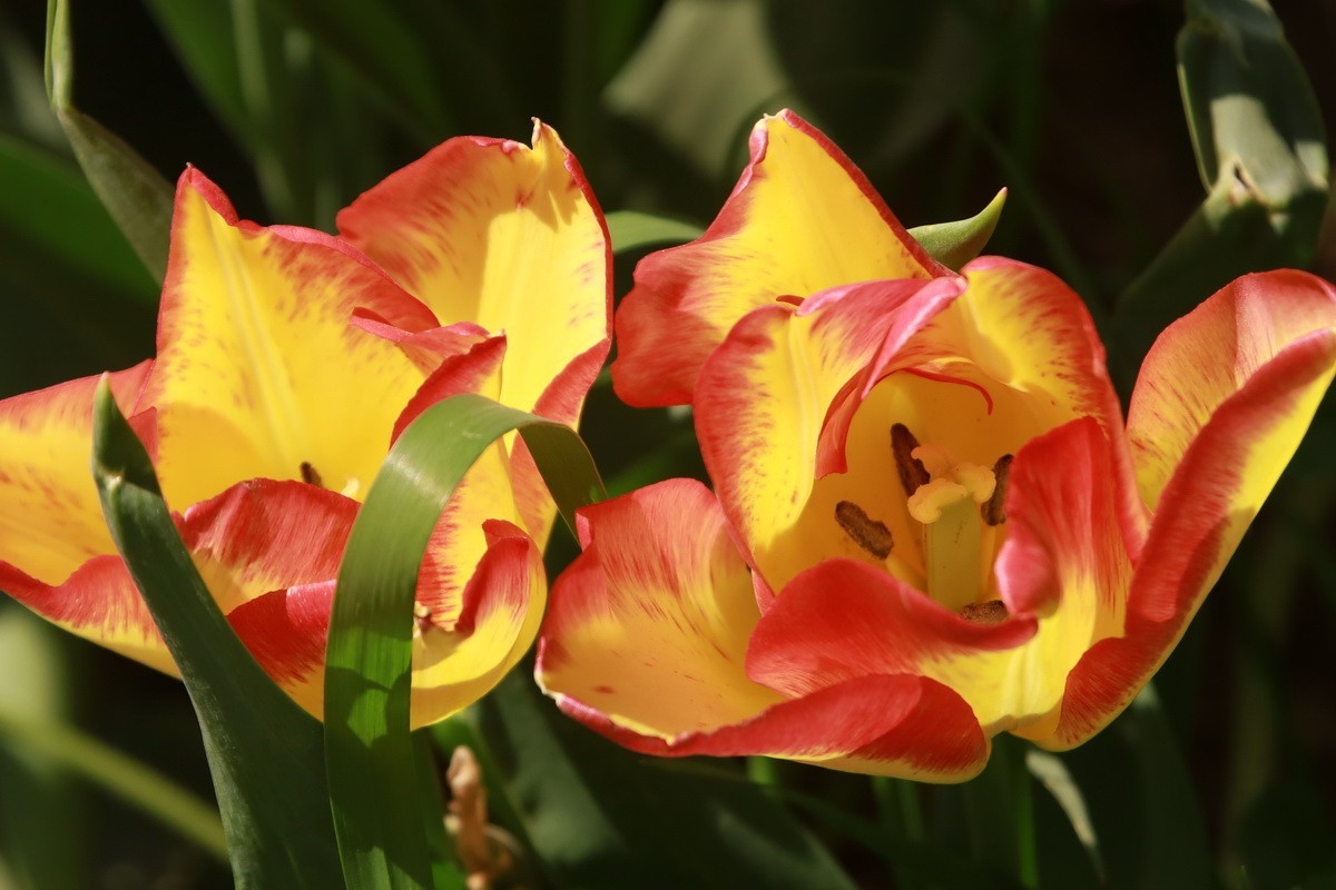 关东百花园（350）——多彩郁金香