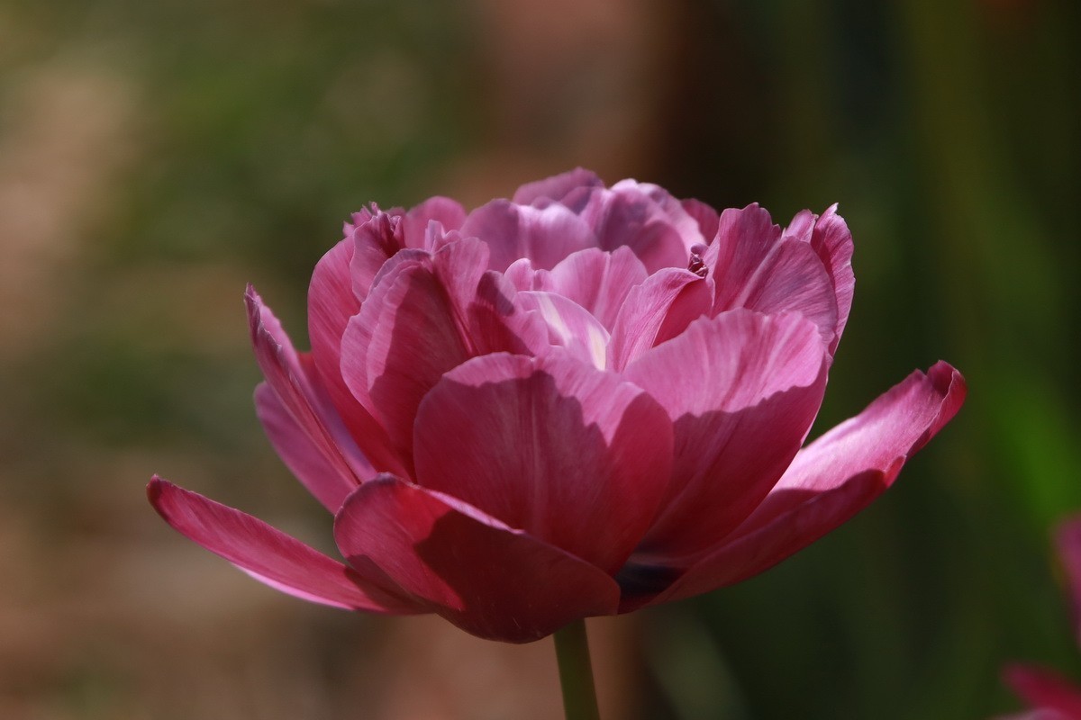 关东百花园（350）——多彩郁金香