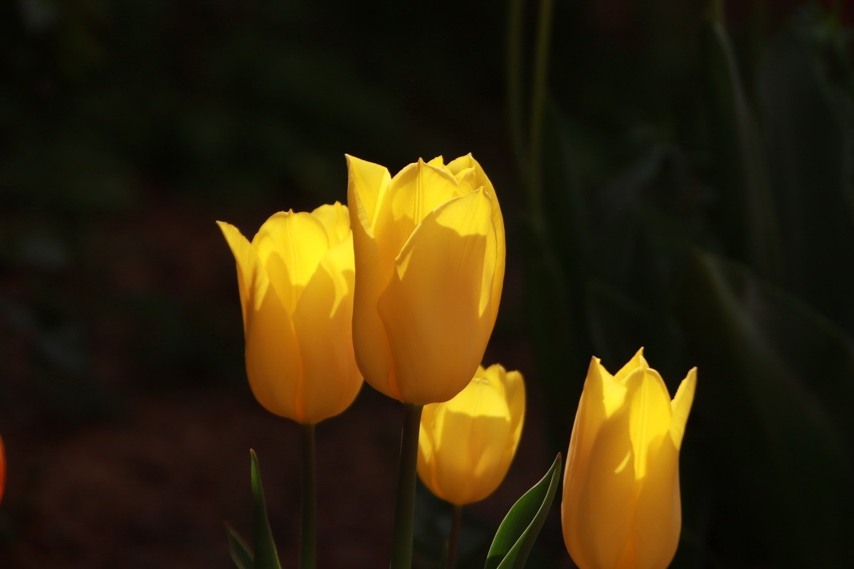 关东百花园（350）——多彩郁金香