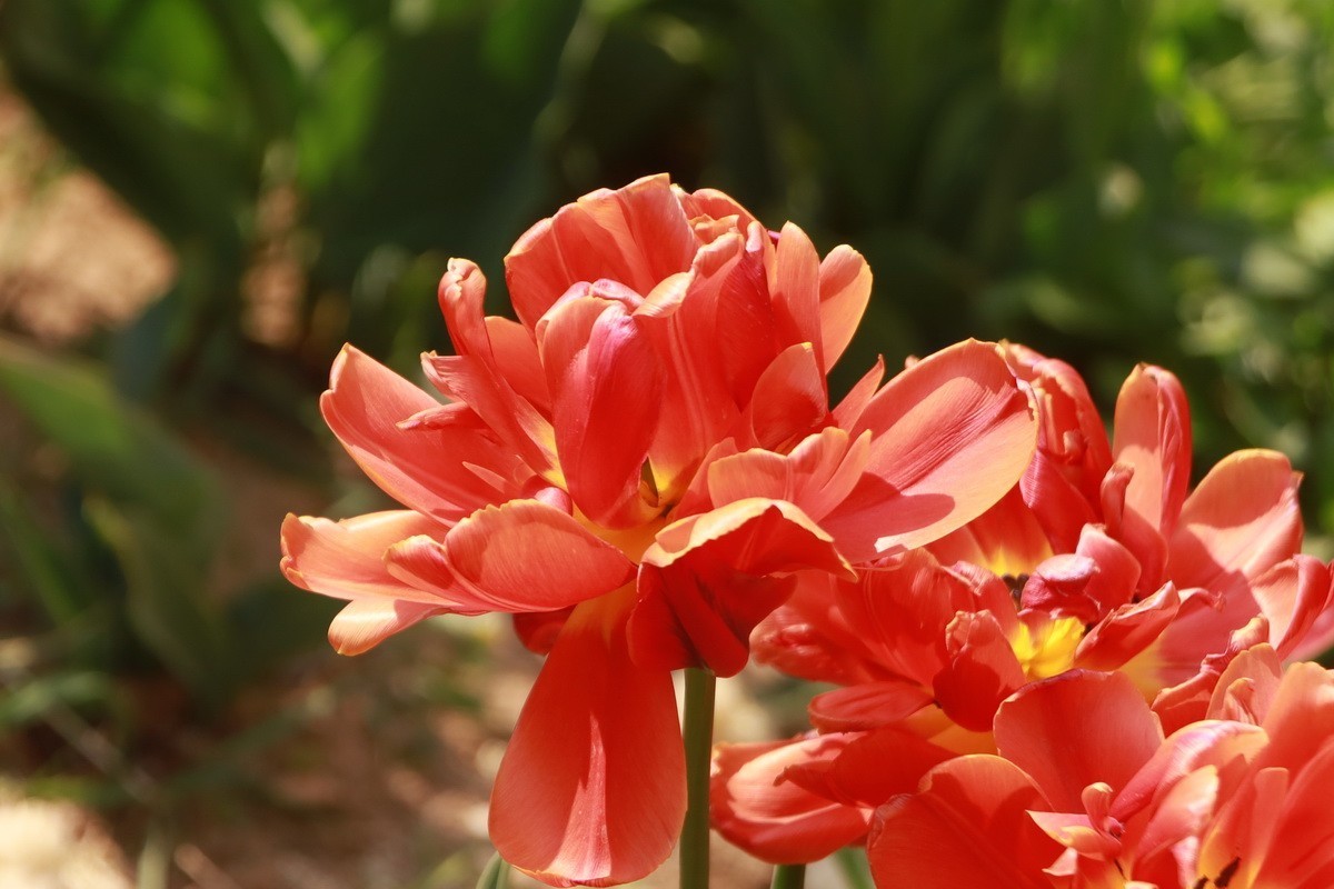 关东百花园（350）——多彩郁金香