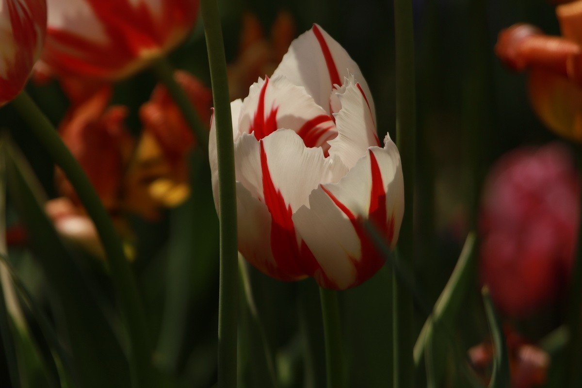 关东百花园（350）——多彩郁金香