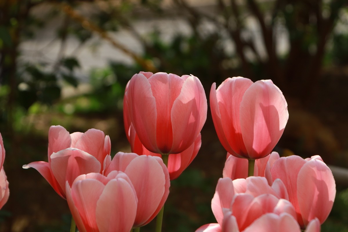 关东百花园（350）——多彩郁金香