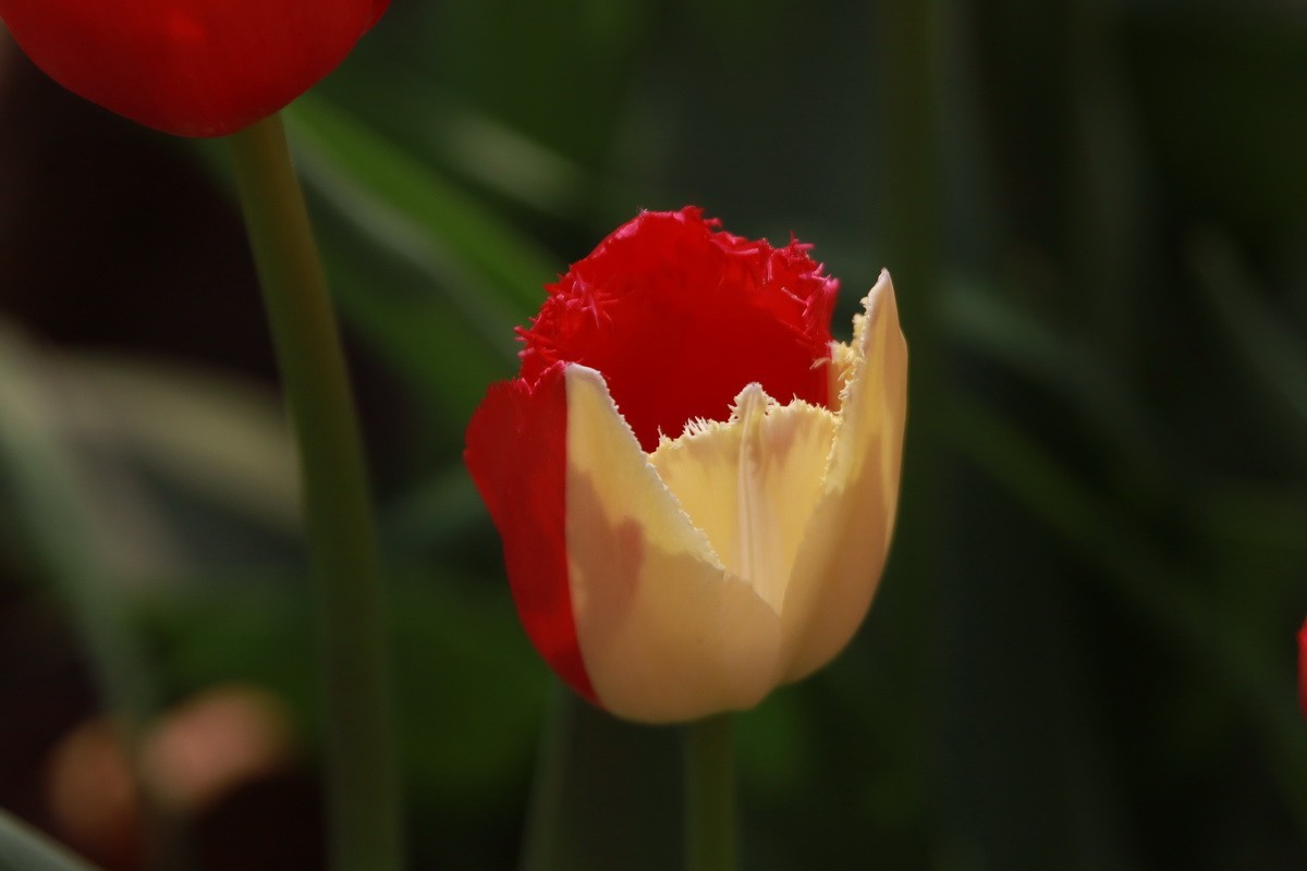 关东百花园（350）——多彩郁金香