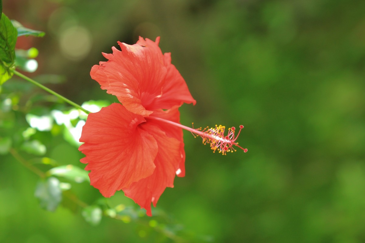 拍摄花卉一（252）