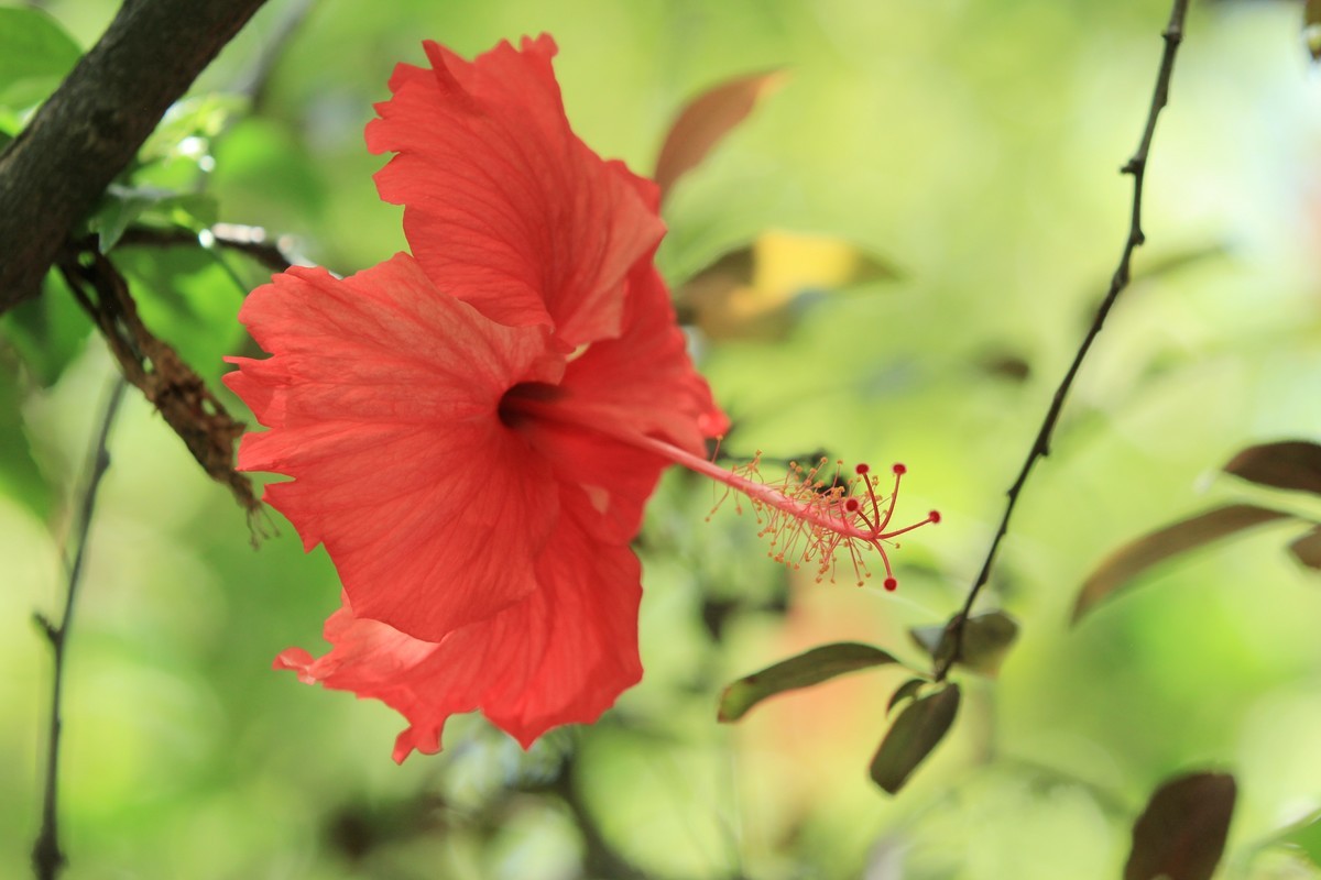 拍摄花卉一（252）