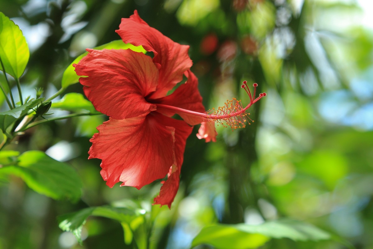 拍摄花卉一（252）