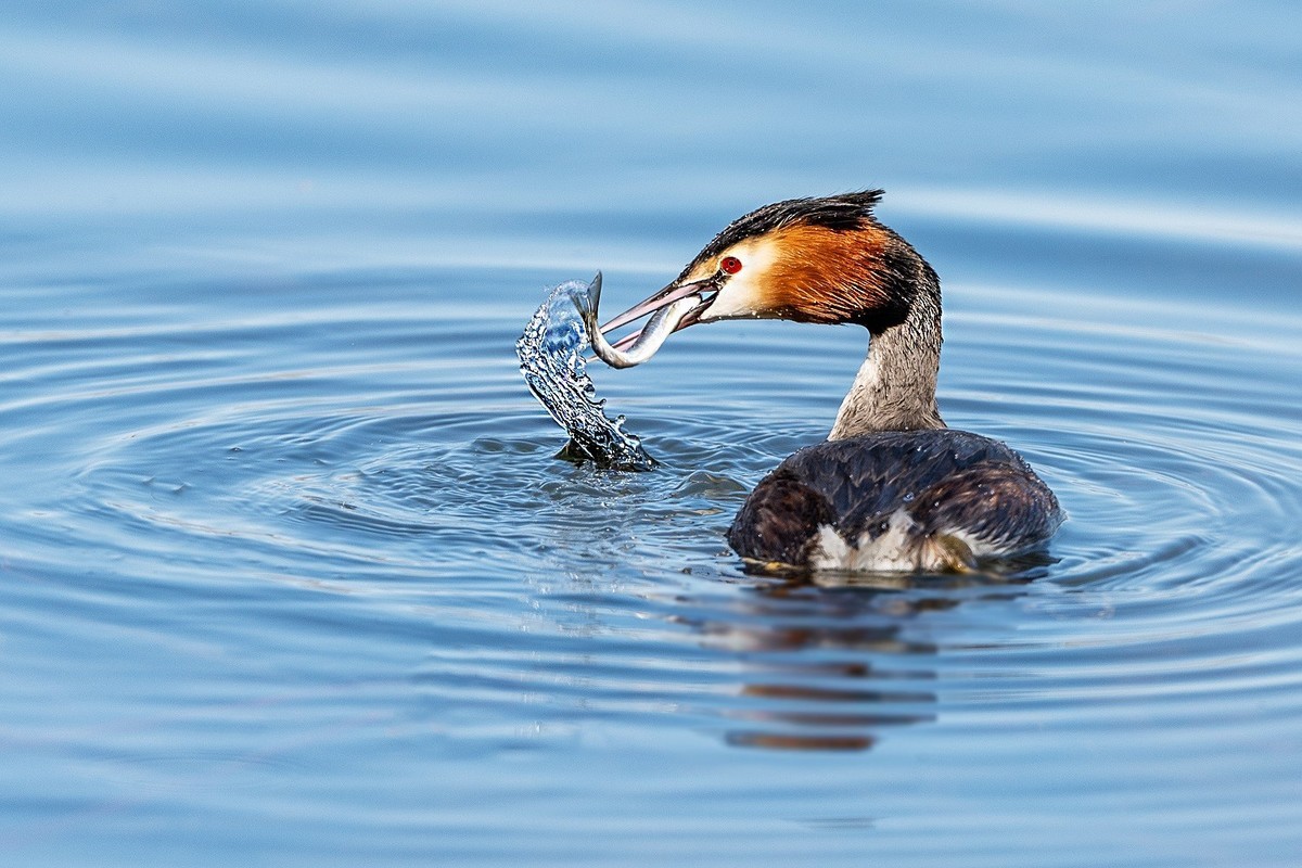 卿卿我我小鷿鷈