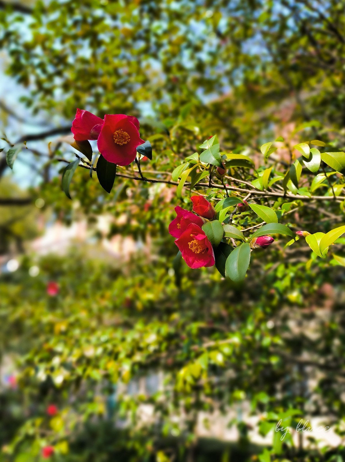 浙大校园（玉泉校区）随拍