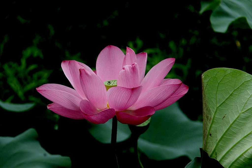 芙蓉仙子舞人间=5