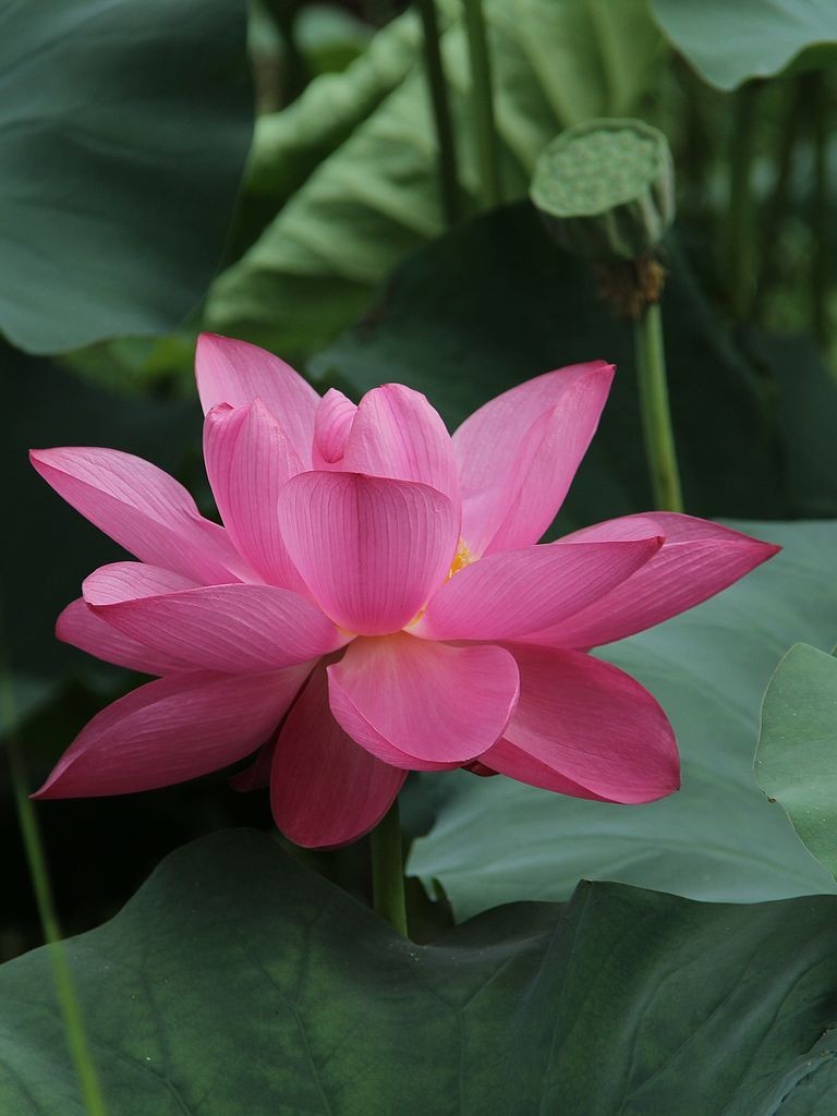 芙蓉仙子舞人间=6