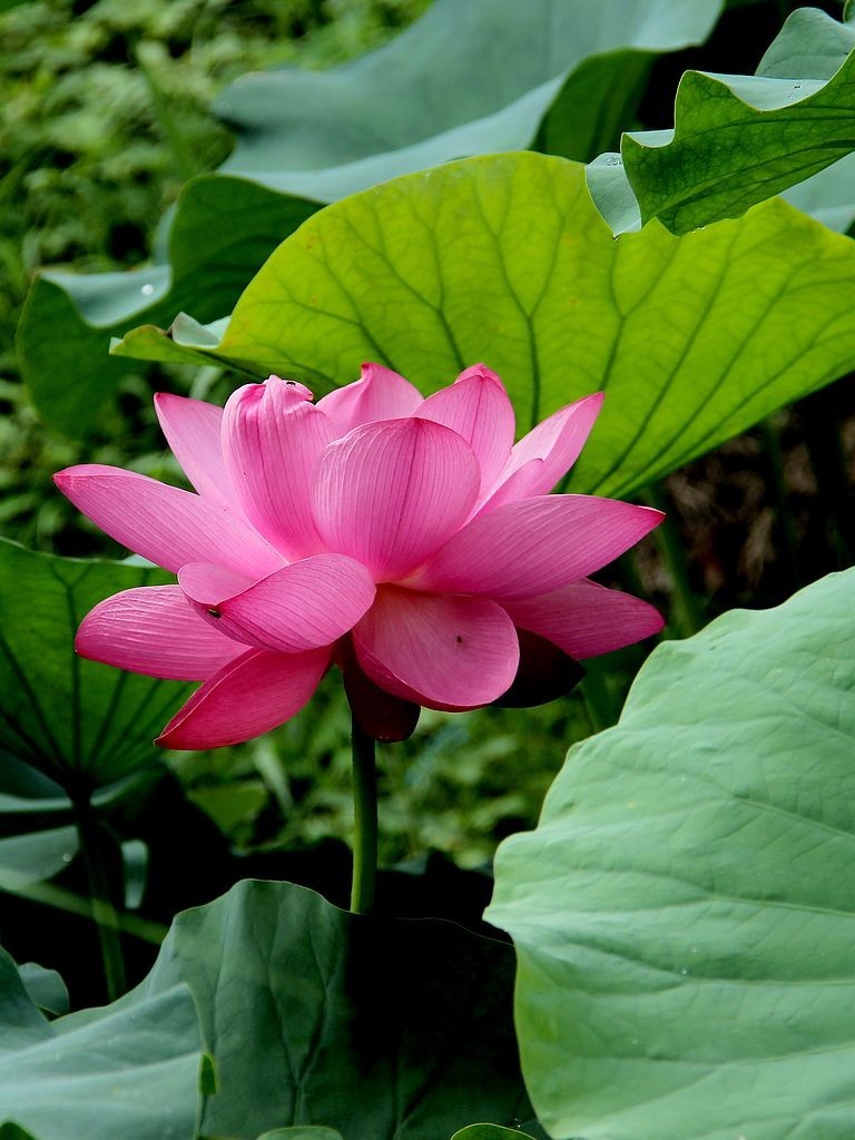 芙蓉仙子舞人间=6