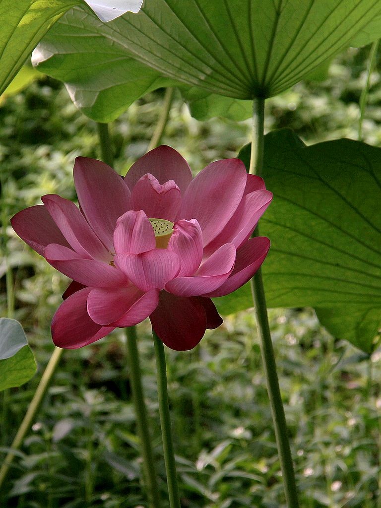 芙蓉仙子舞人间=6