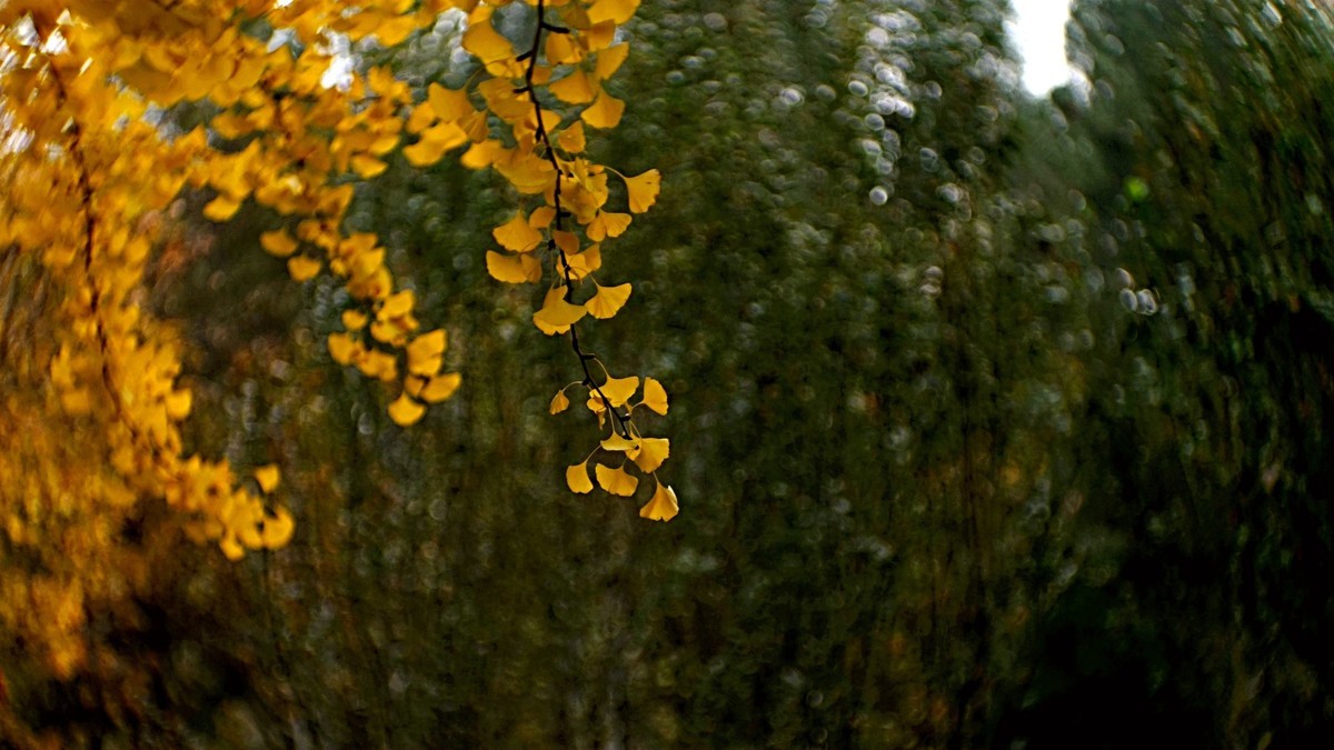 裕西遛弯儿，随见随拍