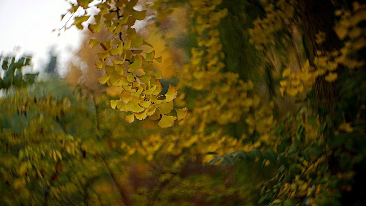 裕西遛弯儿，随见随拍