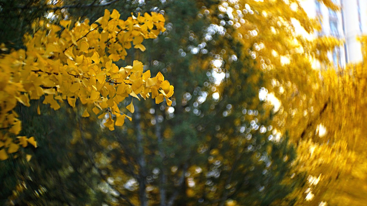 裕西遛弯儿，随见随拍