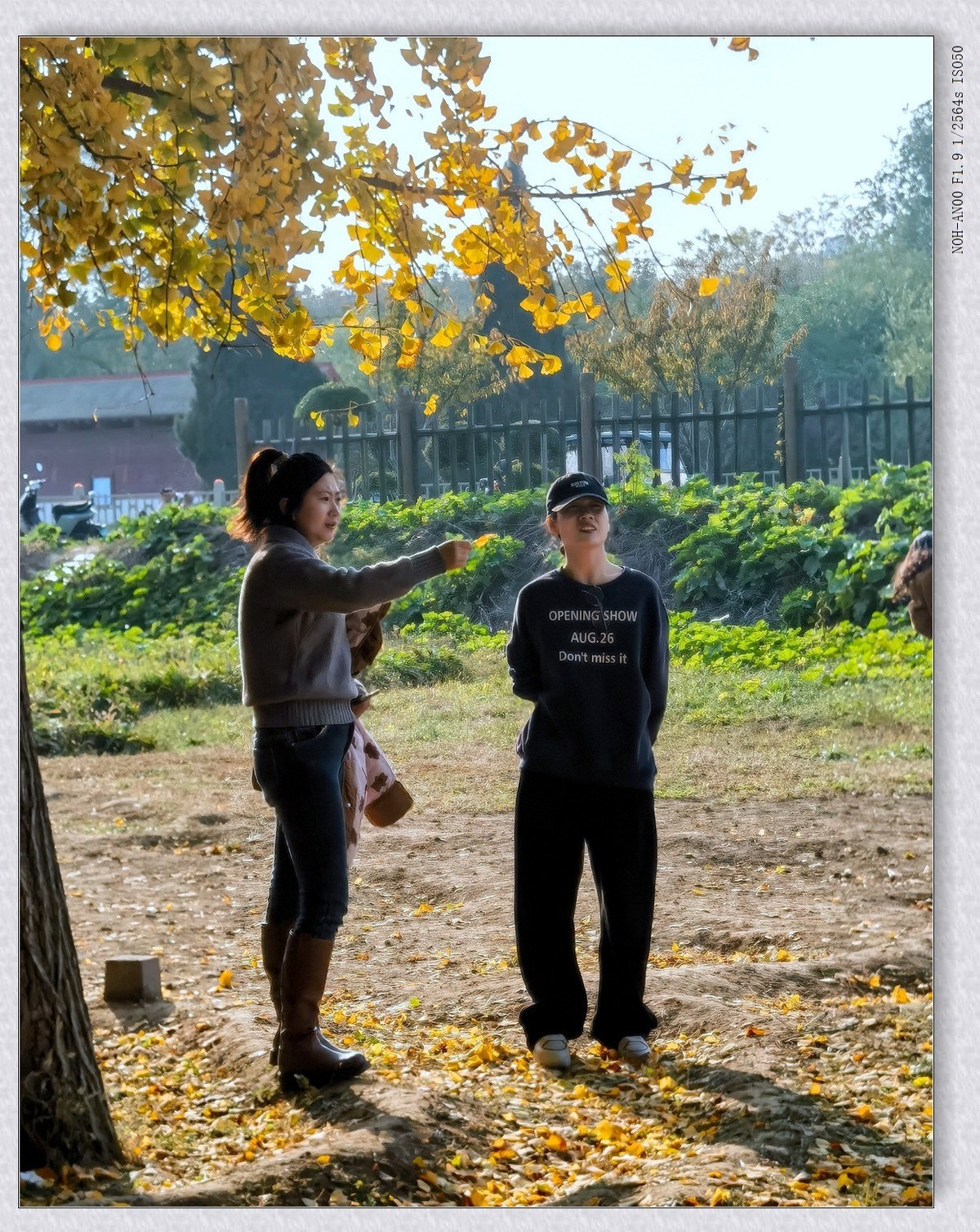 热闹的小树林【2024-169】