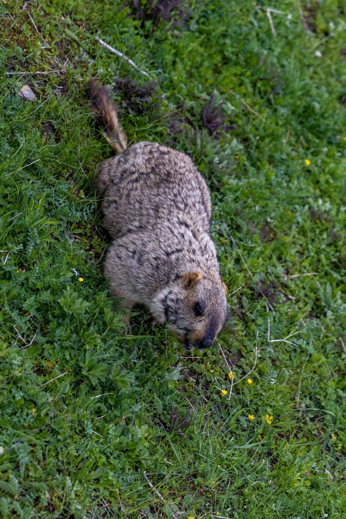 甘南旅拍——土拨鼠（4）完