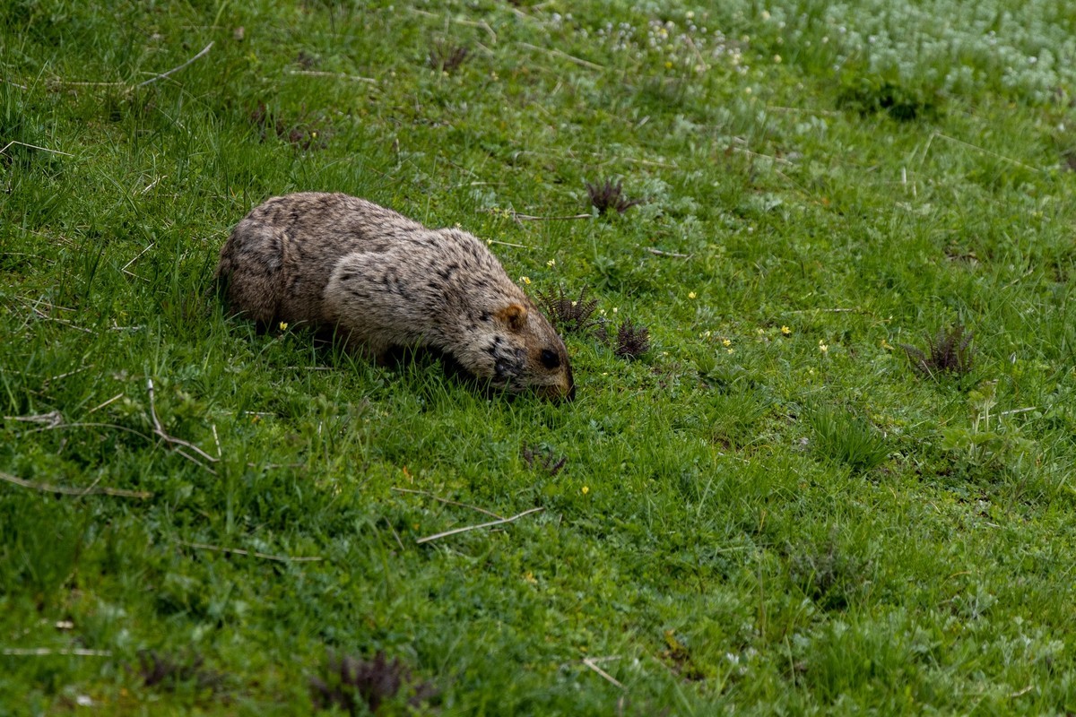 甘南旅拍——土拨鼠（2）