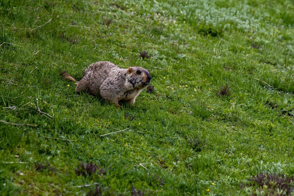 甘南旅拍——土拨鼠（2）
