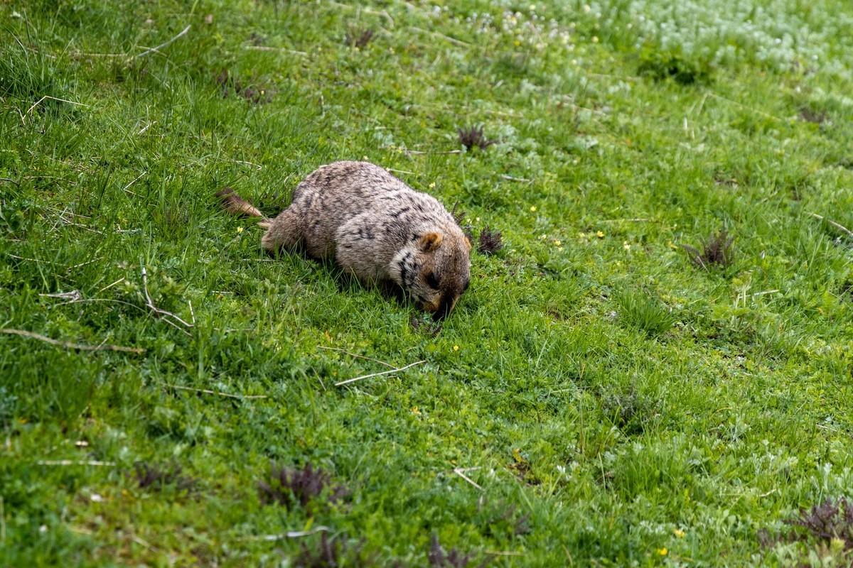 甘南旅拍——土拨鼠（2）