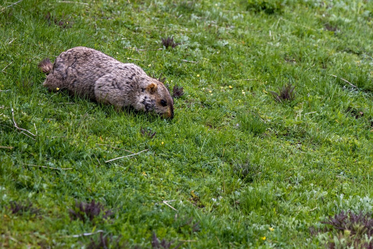 甘南旅拍——土拨鼠（2）