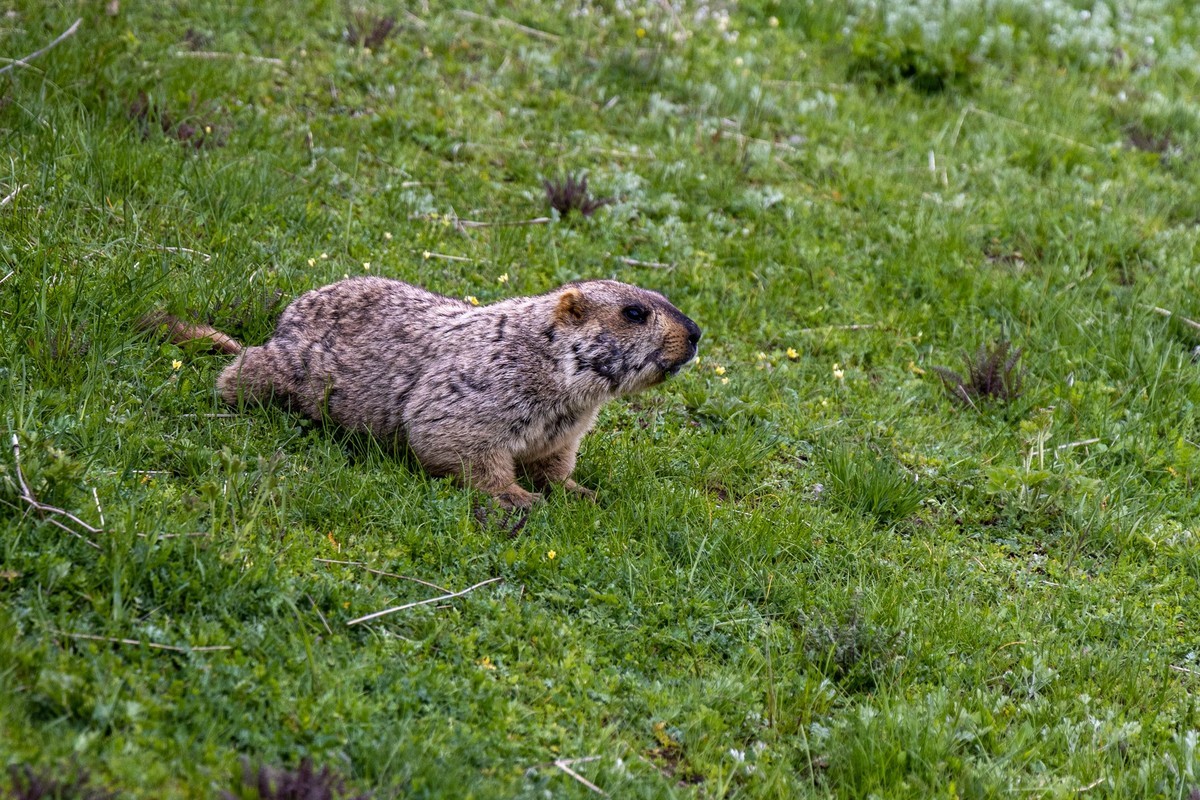 甘南旅拍——土拨鼠（2）