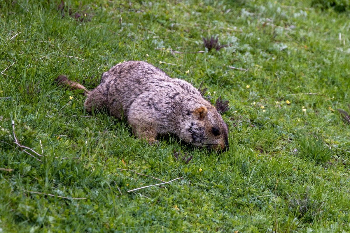 甘南旅拍——土拨鼠（2）