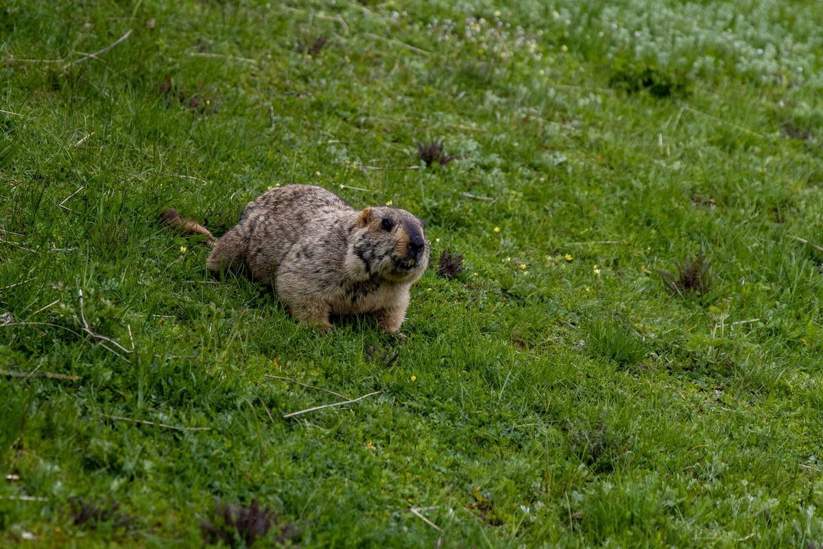 甘南旅拍——土拨鼠（2）