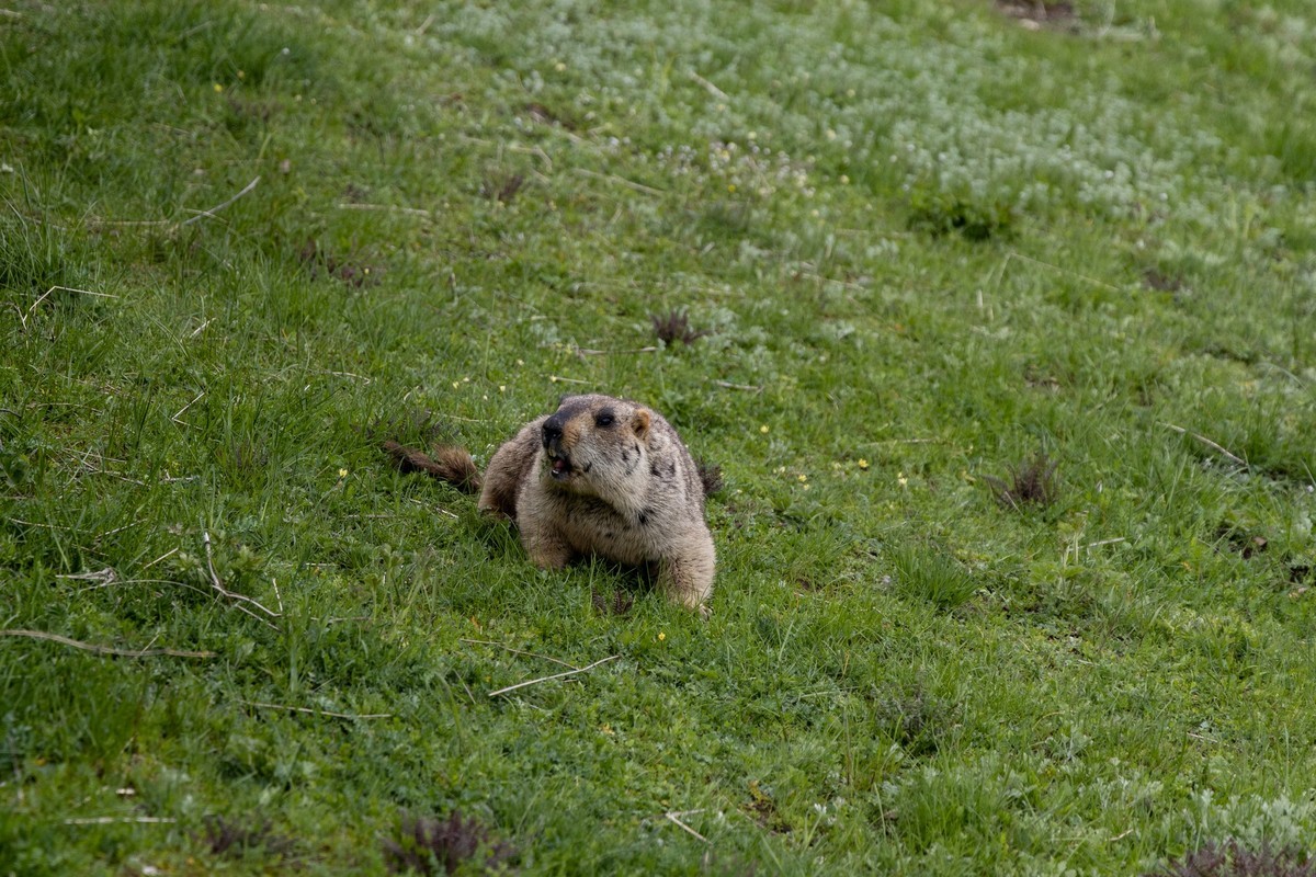 甘南旅拍——土拨鼠（2）