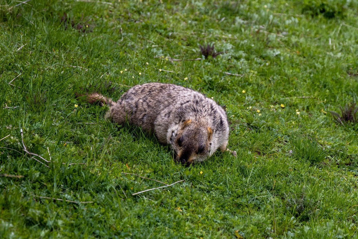 甘南旅拍——土拨鼠（2）