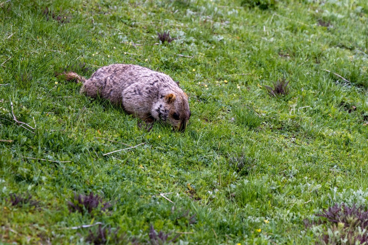甘南旅拍——土拨鼠（2）