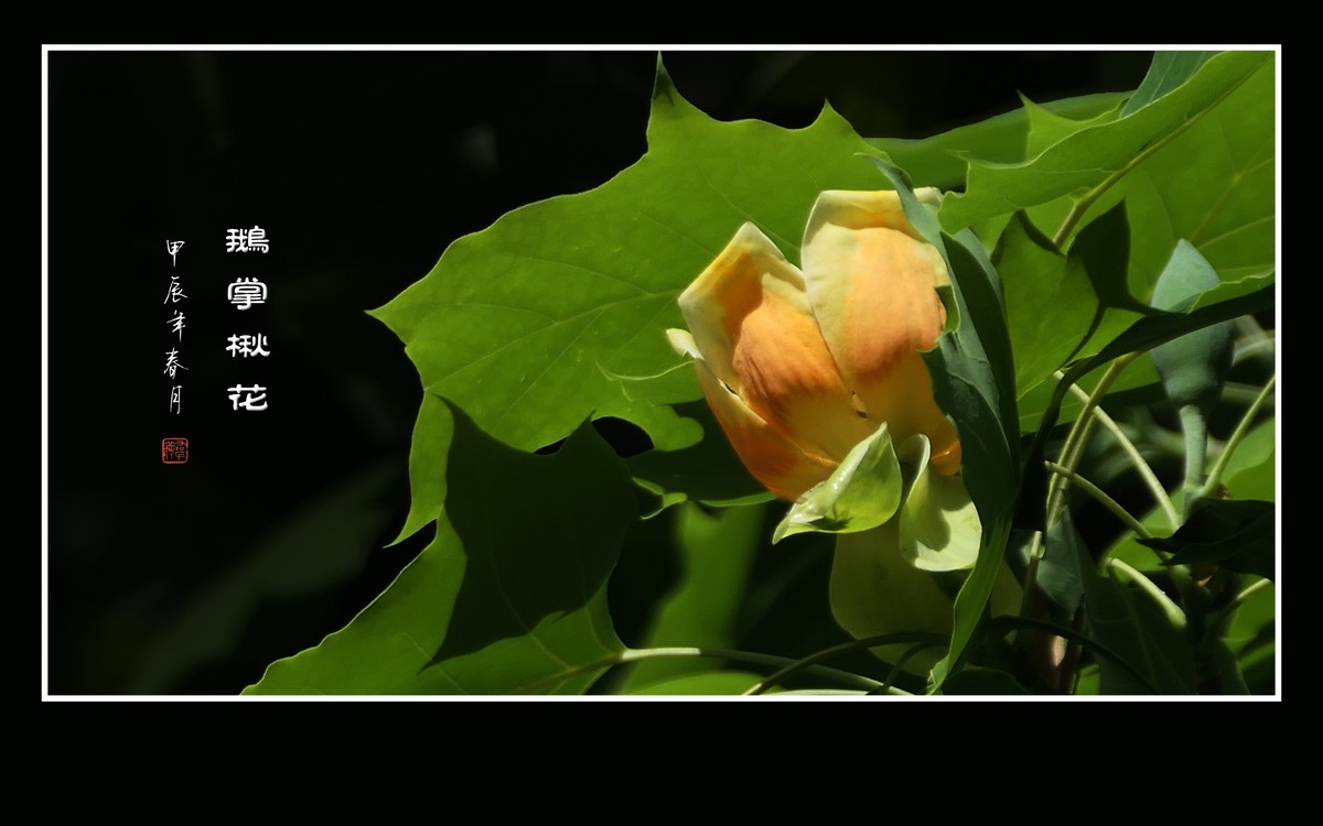 树上的金杯摇啊摇