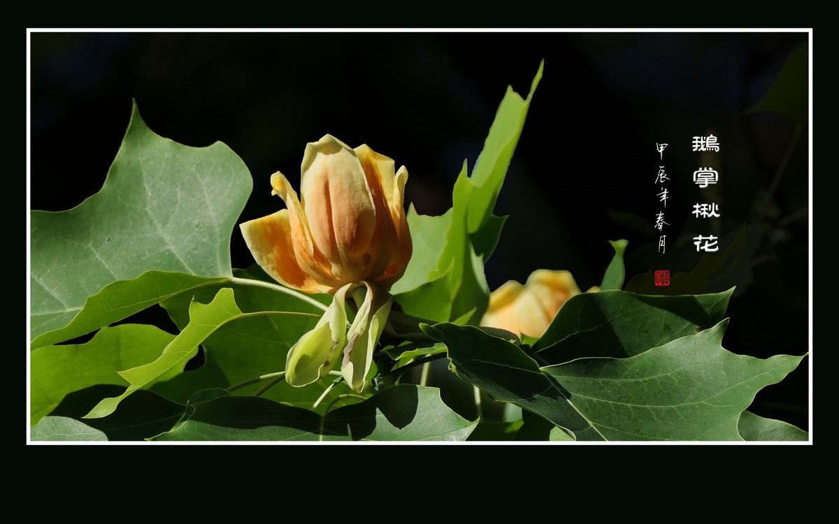 树上的金杯摇啊摇