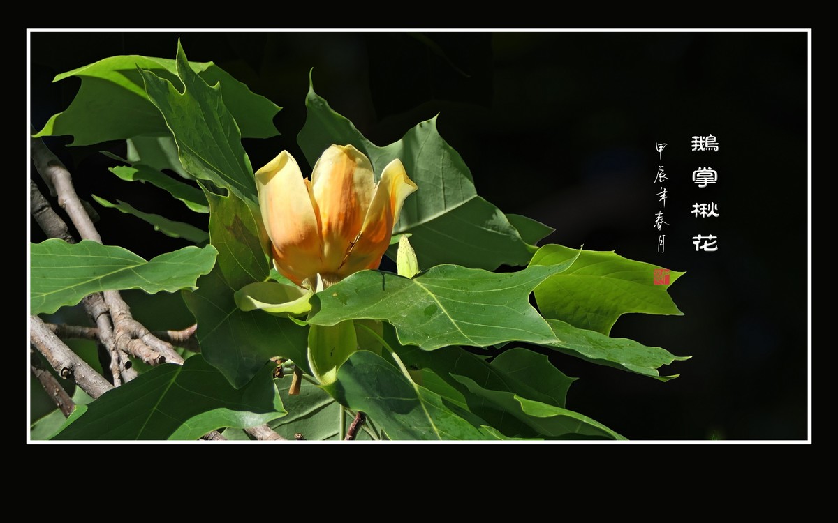 树上的金杯摇啊摇