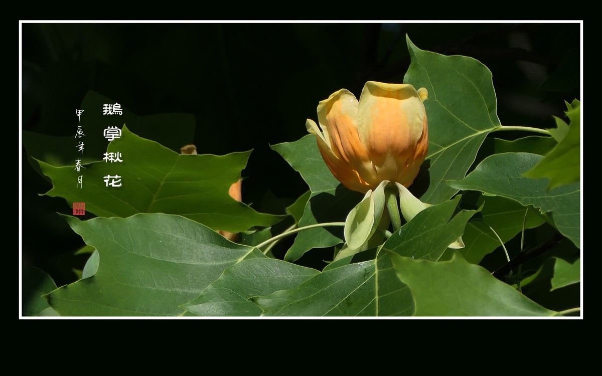 树上的金杯摇啊摇