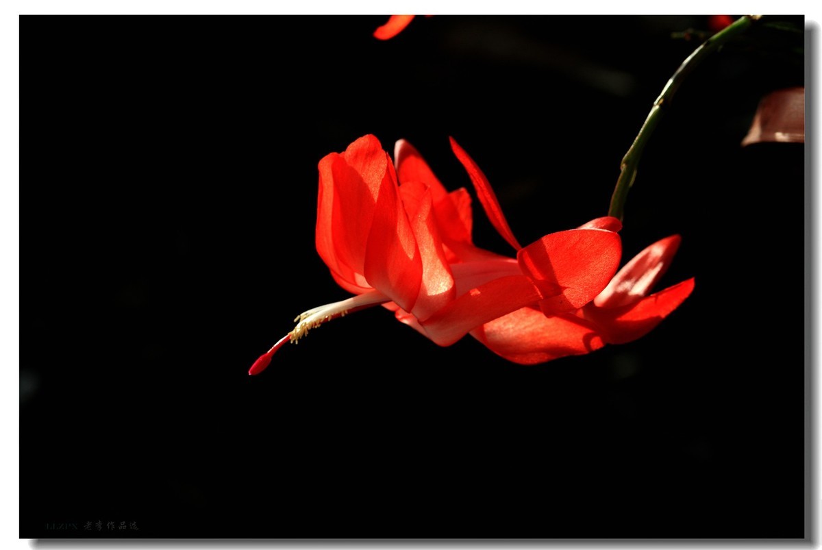 家里的蟹爪兰开花了！