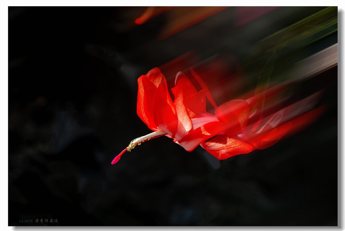 家里的蟹爪兰开花了！