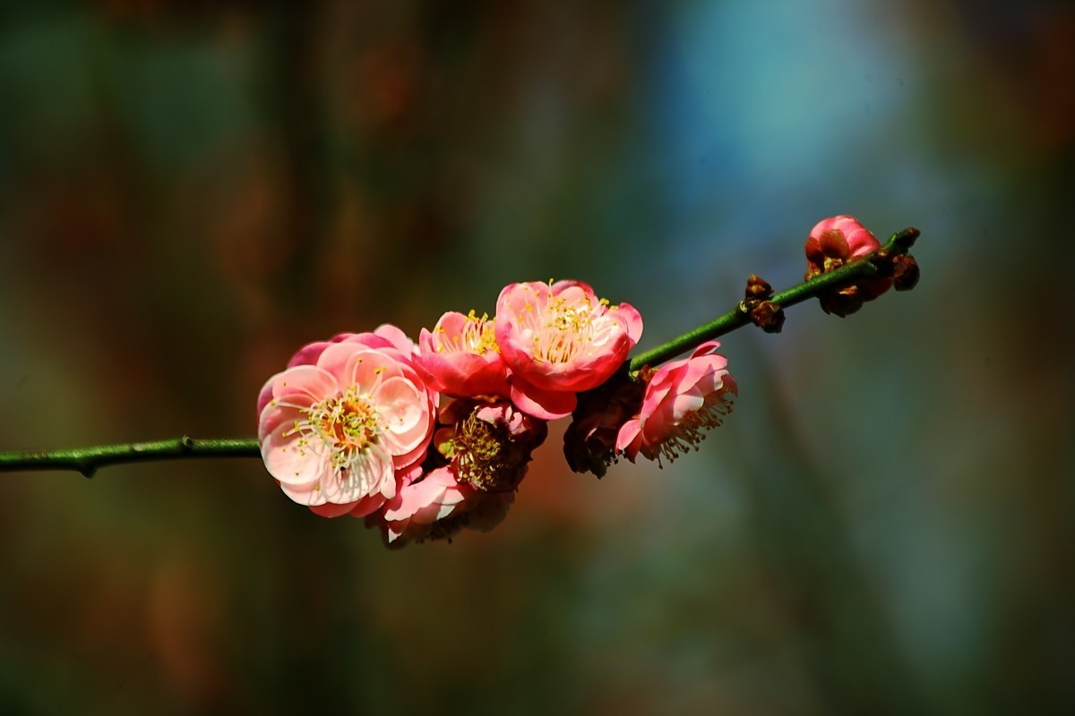 游邛海湿地（一）