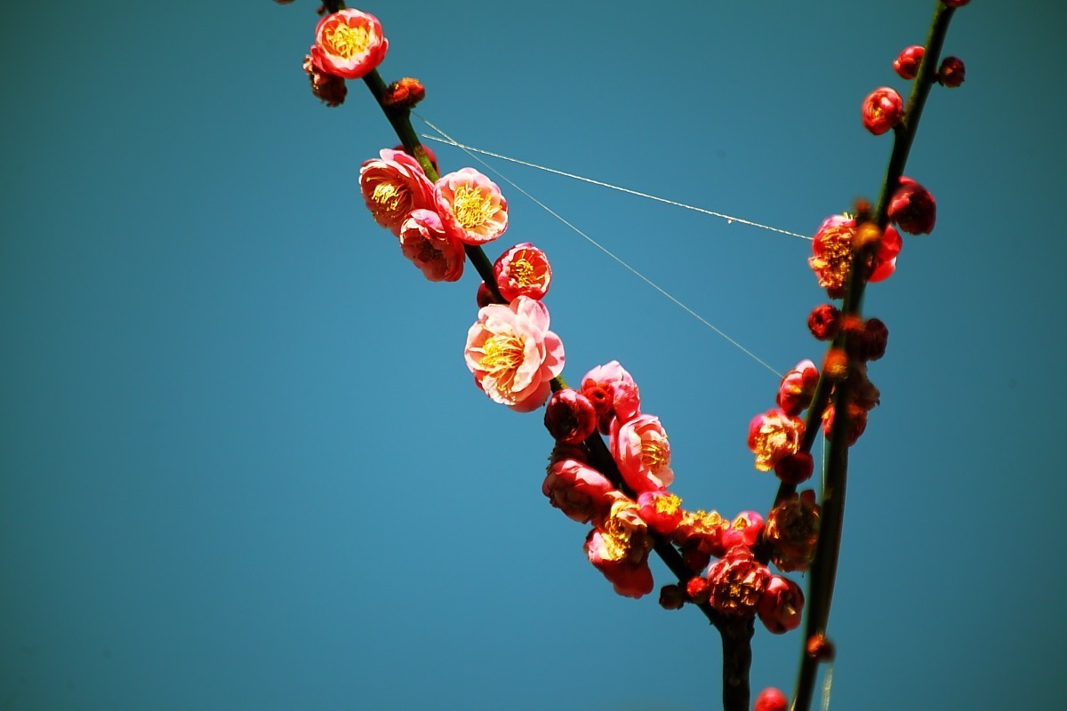 游邛海湿地（一）