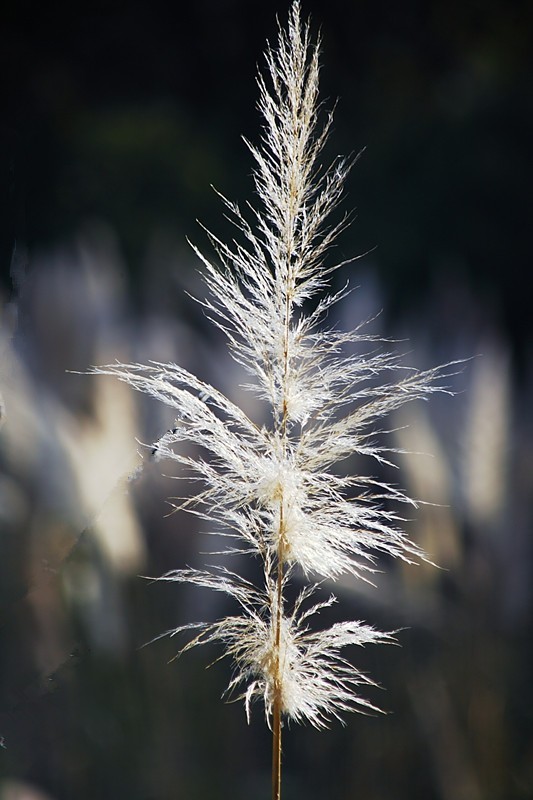 游邛海湿地（一）