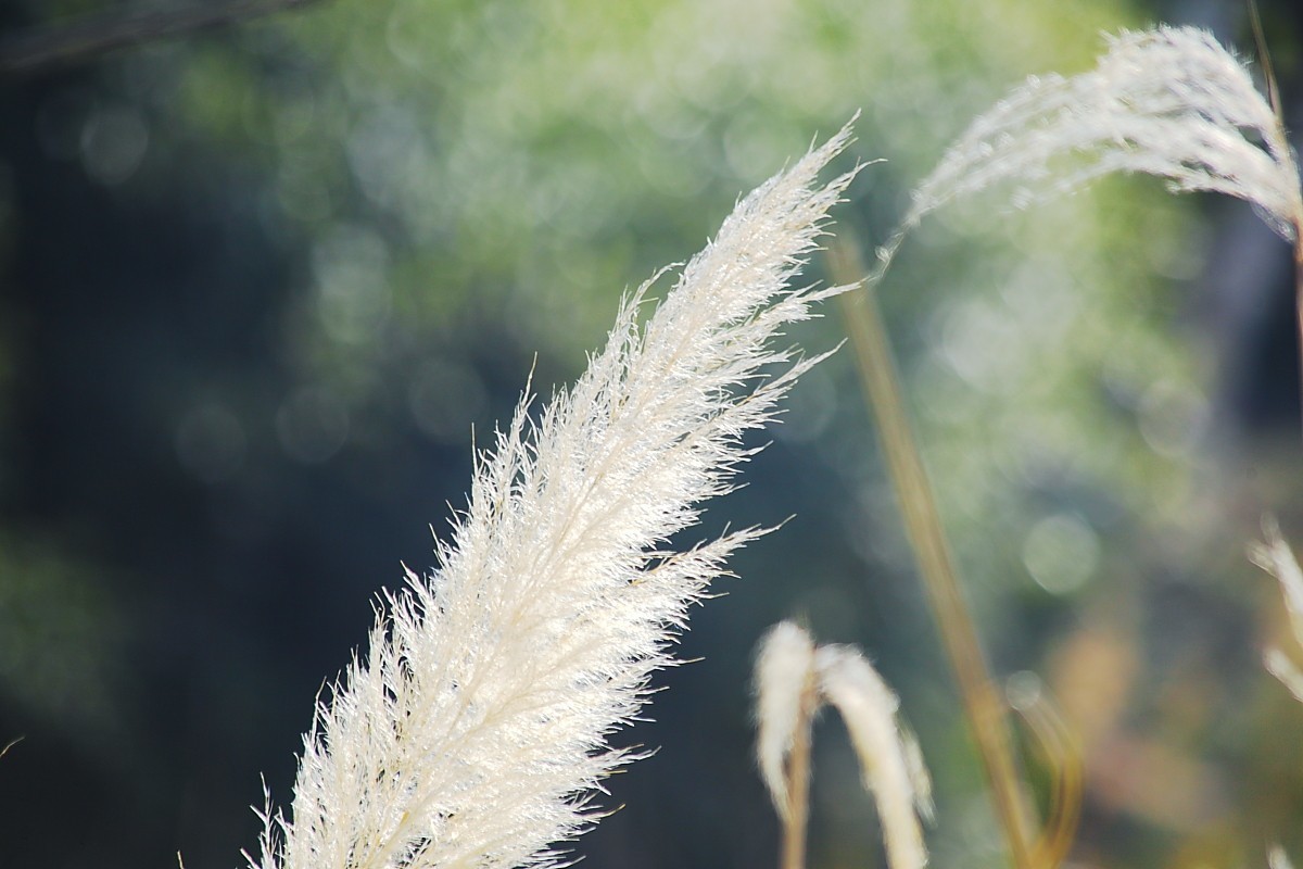 游邛海湿地（一）
