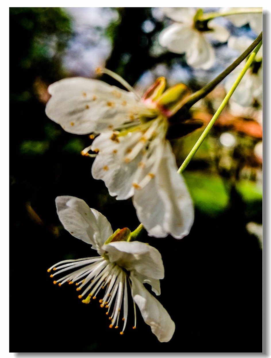 春花拜友--祝春安！！！