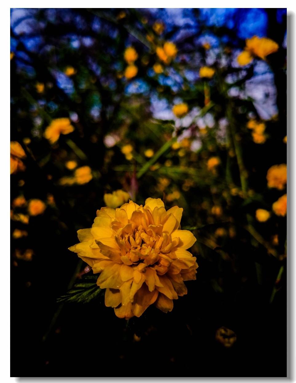 春花拜友--祝春安！！！