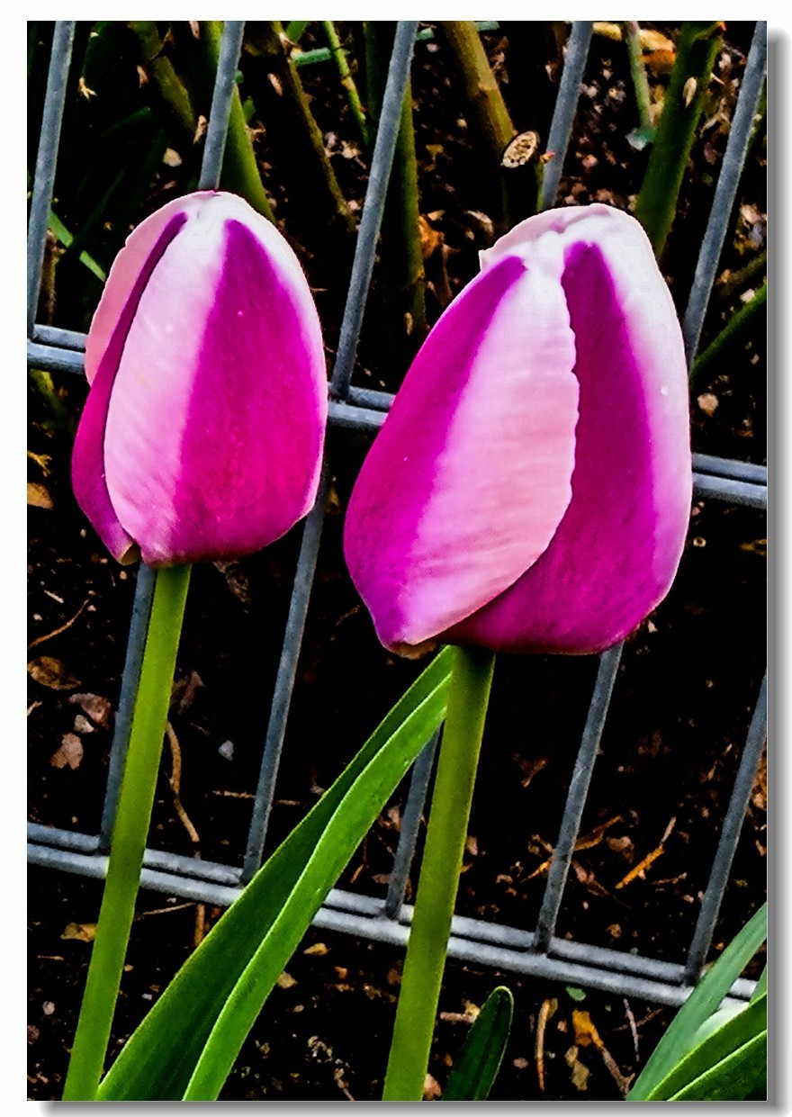 春花拜友--祝春安！！！