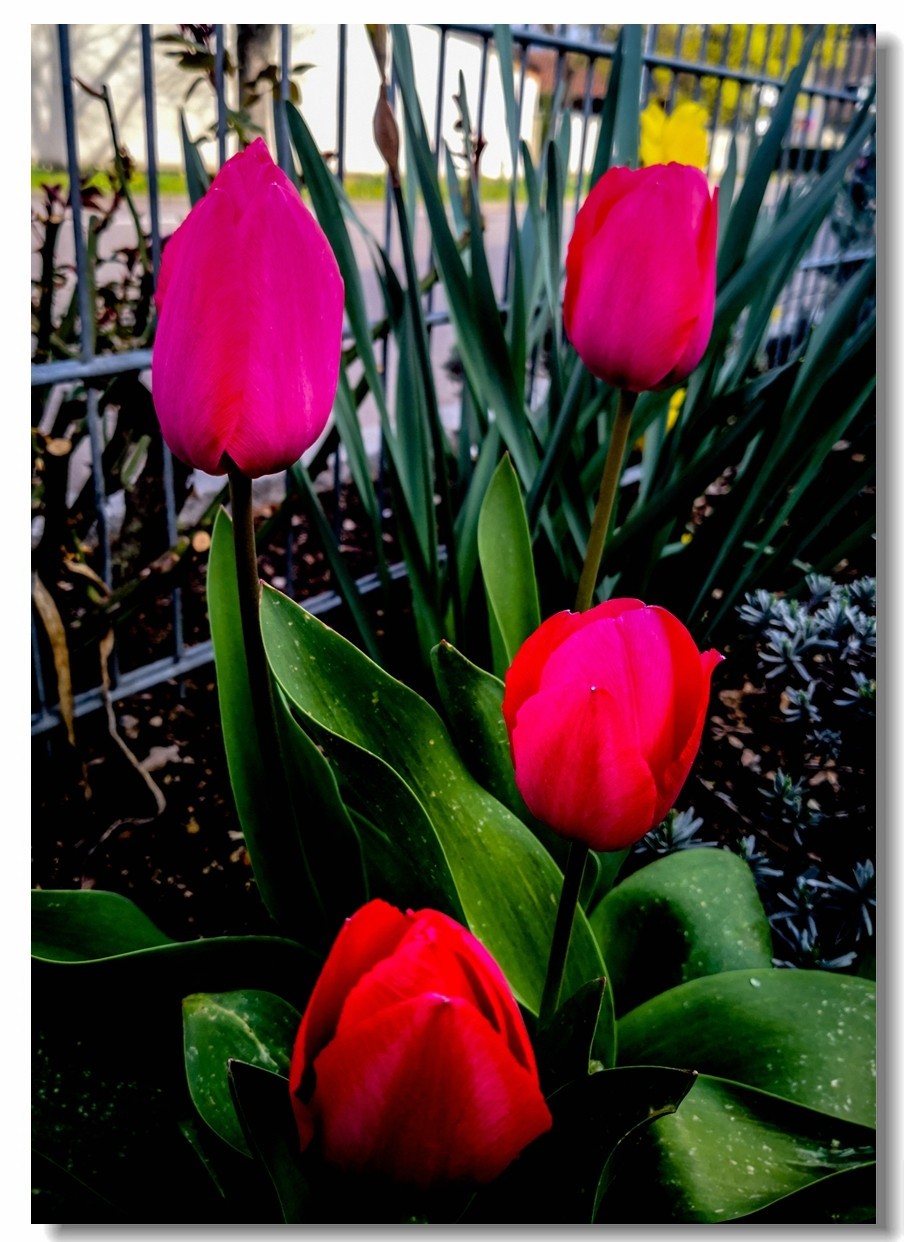 春花拜友--祝春安！！！