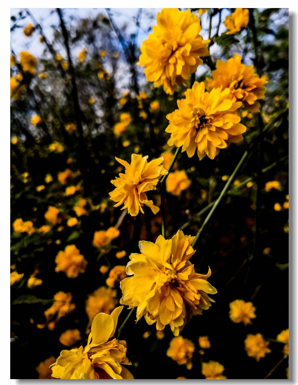 春花拜友--祝春安！！！