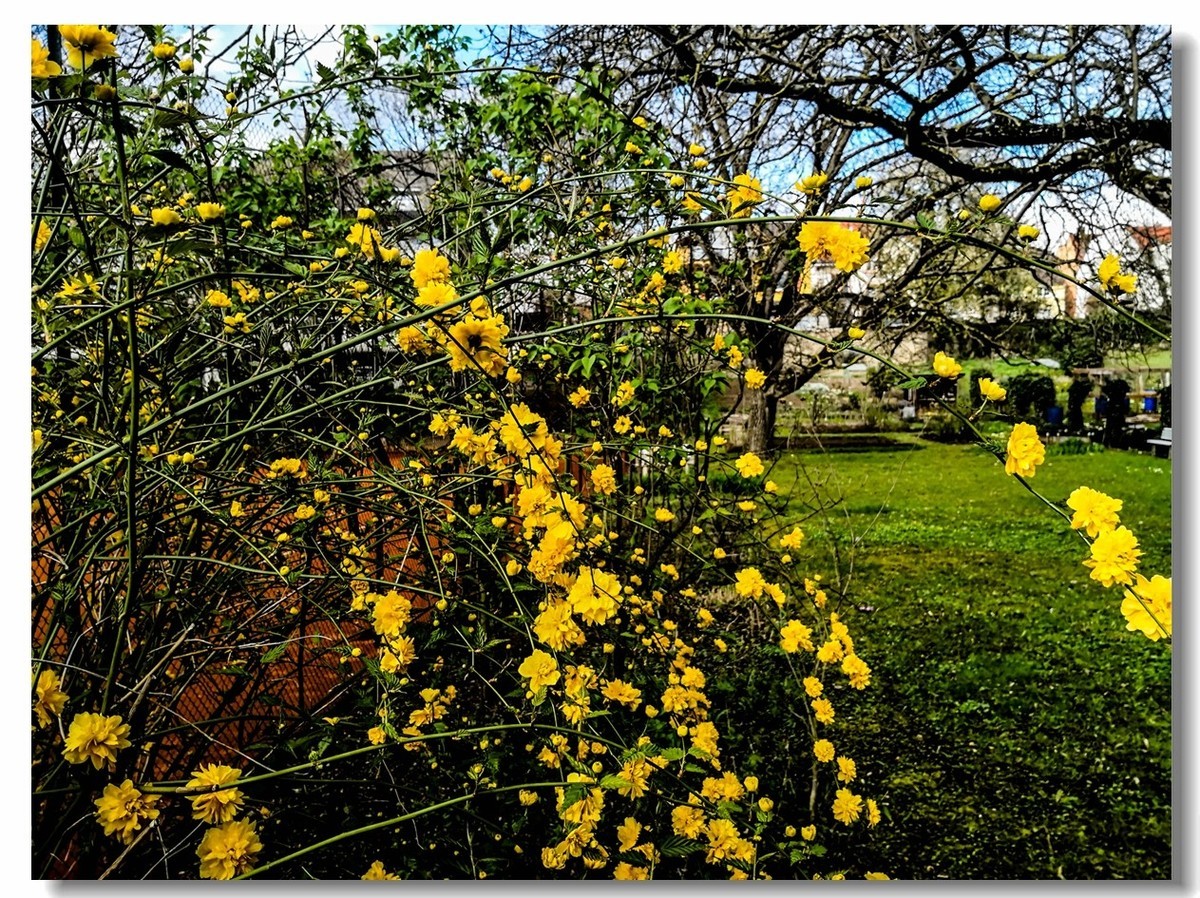 春花拜友--祝春安！！！